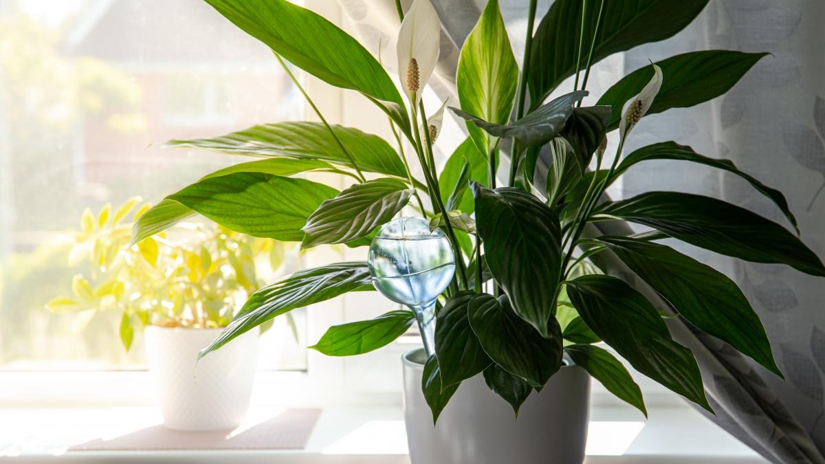 red indoor house plants Anthurium 'Red' | Indoor Plant | Tropical Plant | Potted Plant main image 1