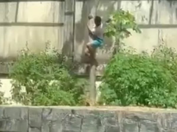 atacado por leona Brasil