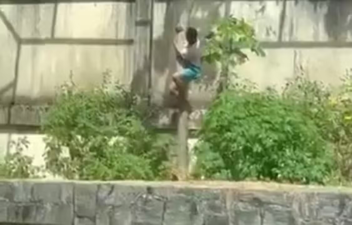 atacado por leona Brasil