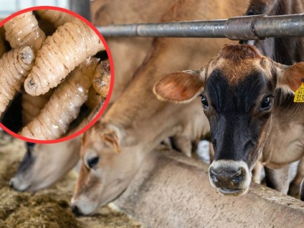 image 2025 11 30T093148.453