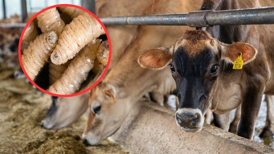 image 2025 11 30T093148.453