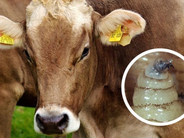 image 2025 12 01T093221.180