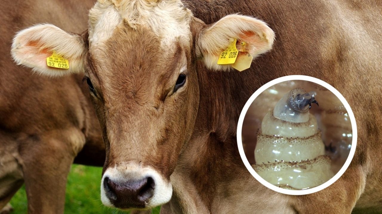 image 2025 12 01T093221.180