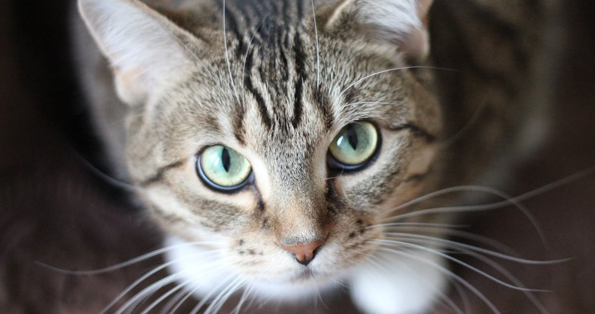 image 2025 12 01T120349.770