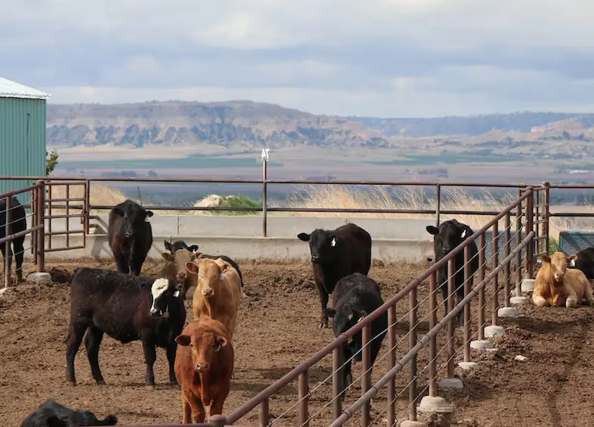 Productores de 80 Años y 500 Vacas Sin Herederos: Alfredo Di Costanzo, de Minnesota, Alerta Sobre la Ganadería de EU - Diario CAMBIO 22 - Península Libre