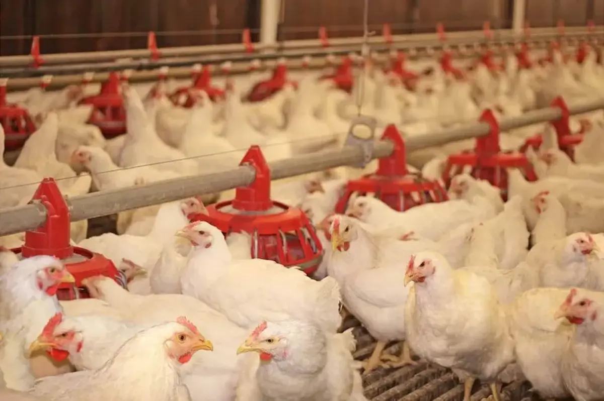 México le Cierra el Mercado al Pollo de Brasil por Contingencia Sanitaria - Diario CAMBIO 22 - Península Libre